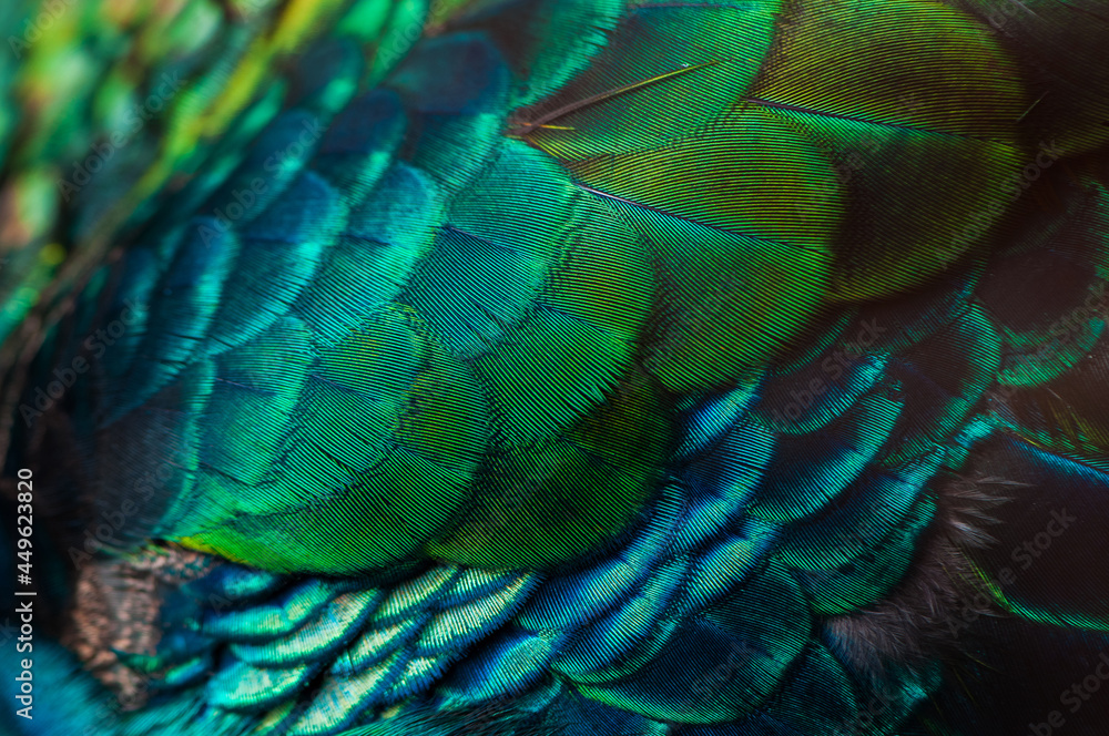 Obraz premium Close up of the peacock feathers .Macro blue feather, Feather, Bird, Animal. Macro photograph.
