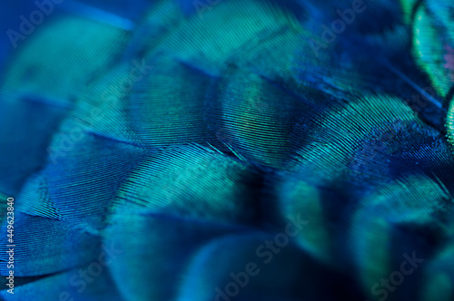 Close up of the peacock feathers .Macro blue feather, Feather, Bird, Animal. Macro photograph.