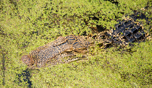 Alligators on Daufuskie Island