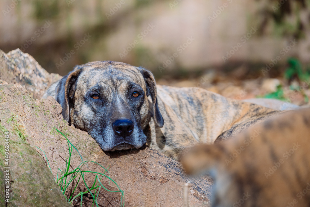Resting brown dog 1