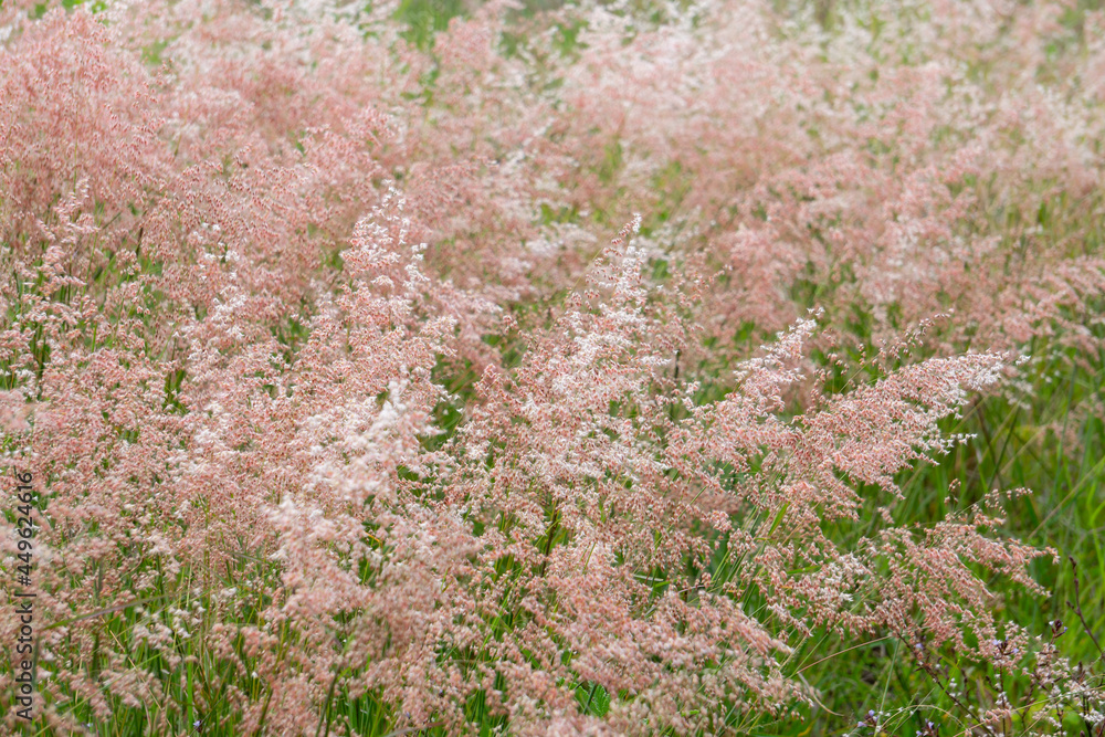 Fototapeta premium naturaleza rosa 