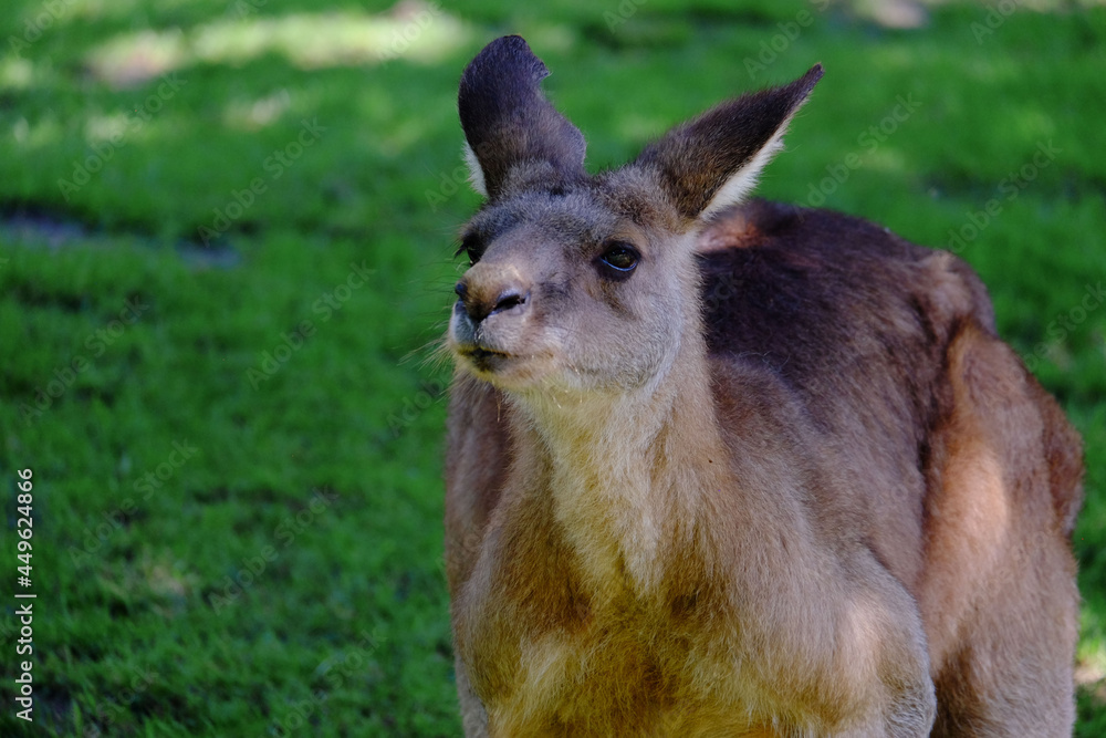 kangaroo in the grass kangaroo in the grass