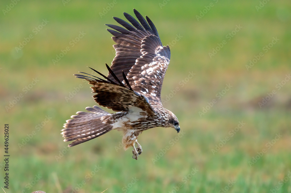 Fototapeta premium The Black Kite was taking off