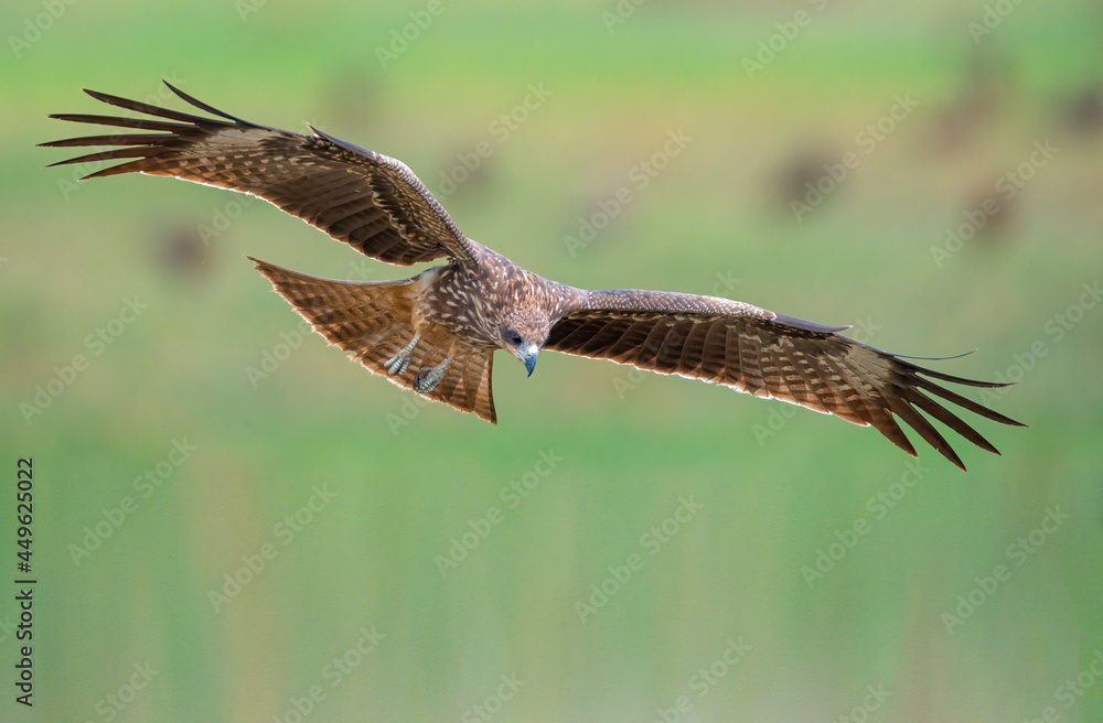 Fototapeta premium The Black Kite was taking off