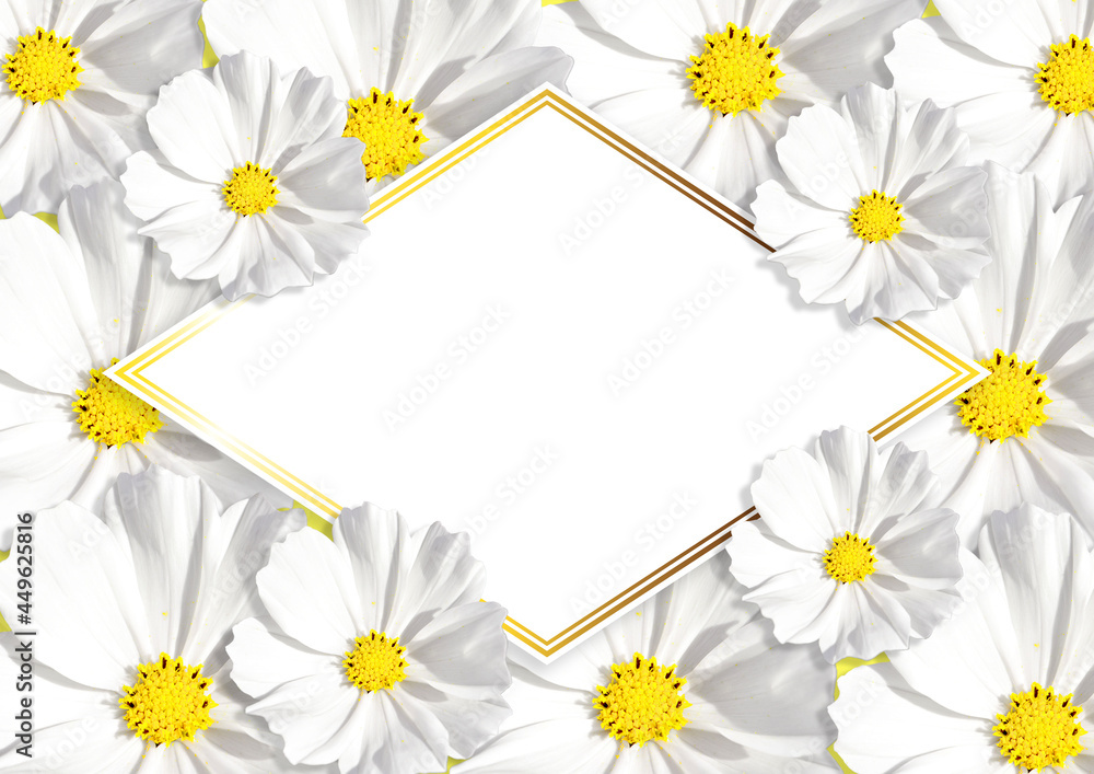Fototapeta premium Greeting card with blooming white kosmeya flower. 3d Render