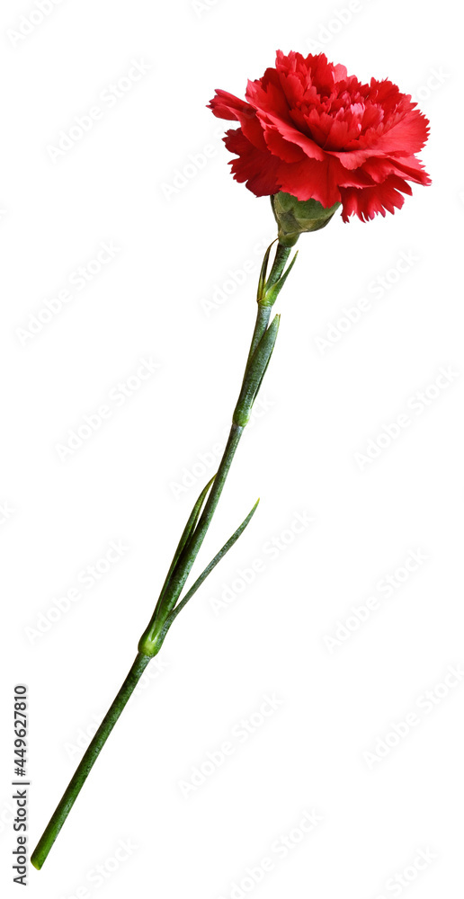 Red carnation flower isolated