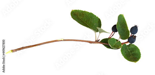 Twig with leaves and blue b...