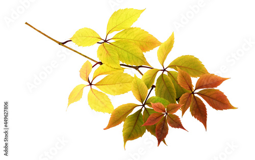 Twig with colorful autumn l...
