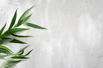 Beauty and cosmetic background and backdrop with green leaves on white