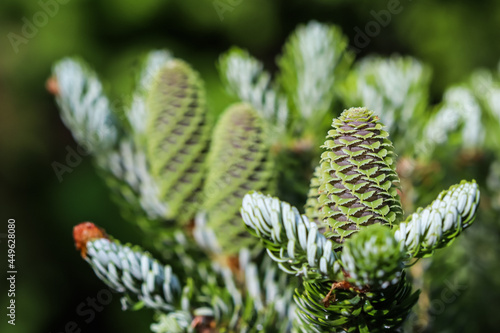 A branch of Korean fir with cones and raindrops in a spring garden on a blurred background