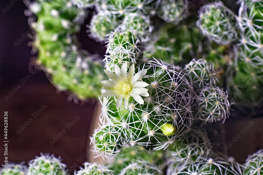 View of the blooming cactus Mammillaria Gracilis. View of the blooming cactus Mammillaria Gracilis.