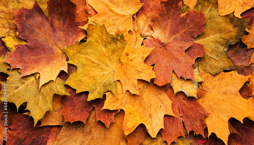 Autumn maple leaves on ancient texture. Falling leaves natural background. Seasonal background.