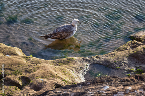 Young yellow-legged gull take a bath on the volcanic shore of the Atlantic Ocean in the area of Essaouira in Morocco in the low tide time.