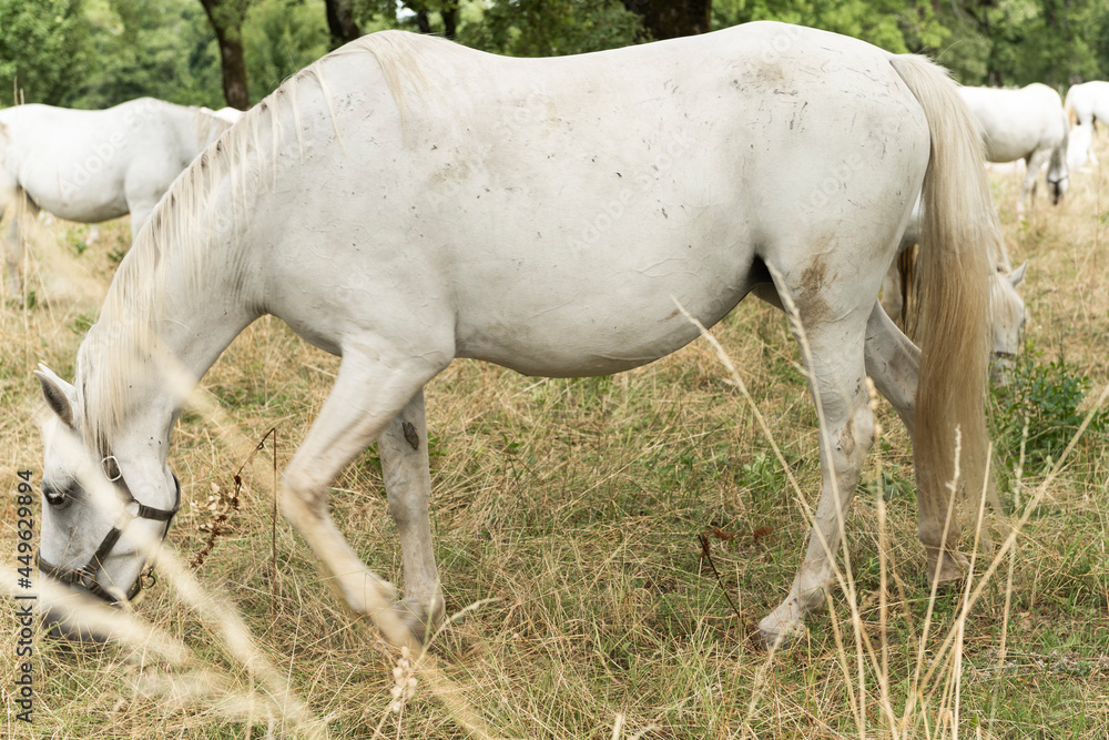Famous Lippizaner or Lipizzan White Horses in Lipica Stud Farm in Slovenia Famous Lippizaner or Lipizzan White Horses in Lipica Stud Farm in Slovenia