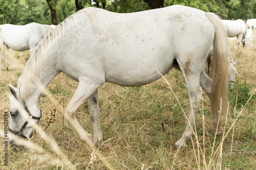  Famous Lippizaner or Lipizzan White Horses in Lipica  Stud Farm in Slovenia