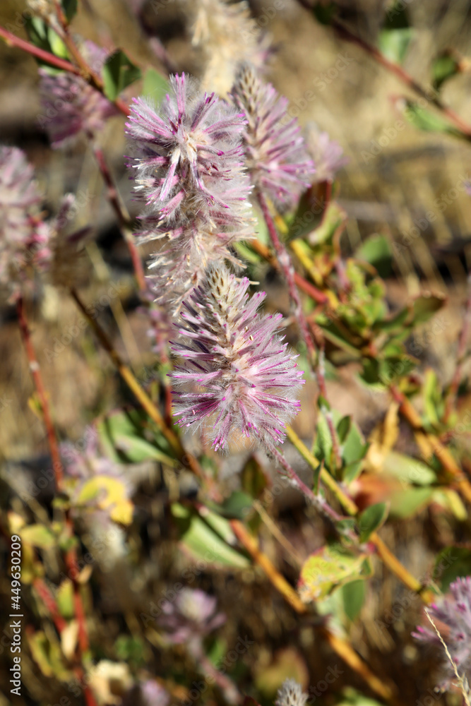 Pretty pink and white Mulla Mulla flower found in desert zones of Australia Pretty pink and white Mulla Mulla flower found in desert zones of Australia