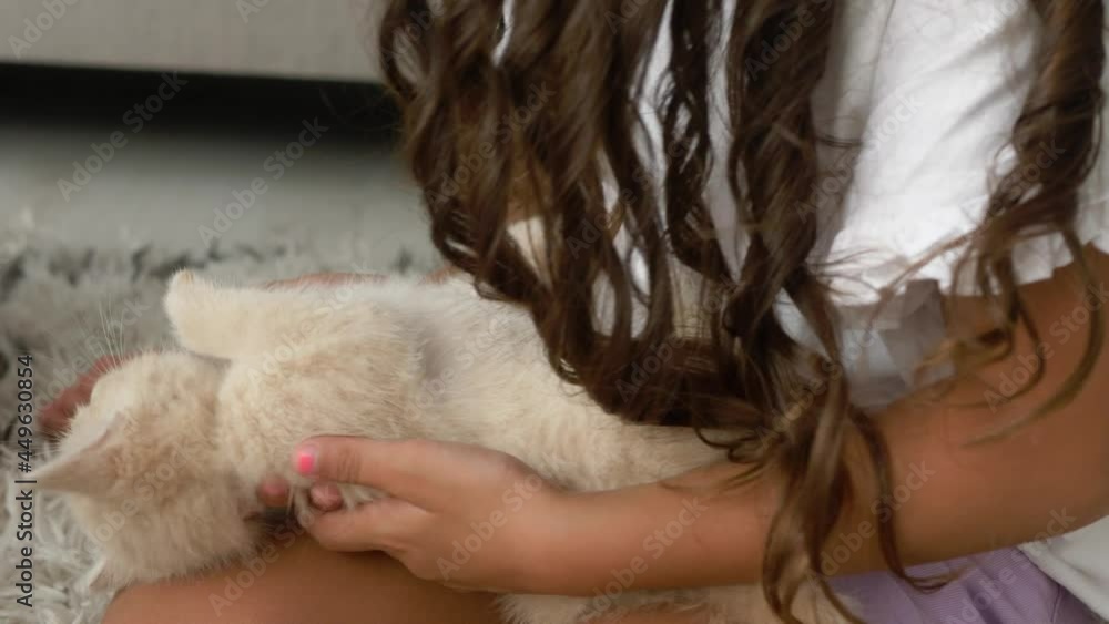 happy little latino girl with Scottish Fold kitty at home happy little latino girl with Scottish Fold kitty at home