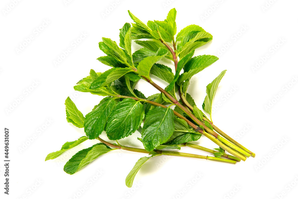 Obraz premium モヒート用のミント、イエルバブエナ