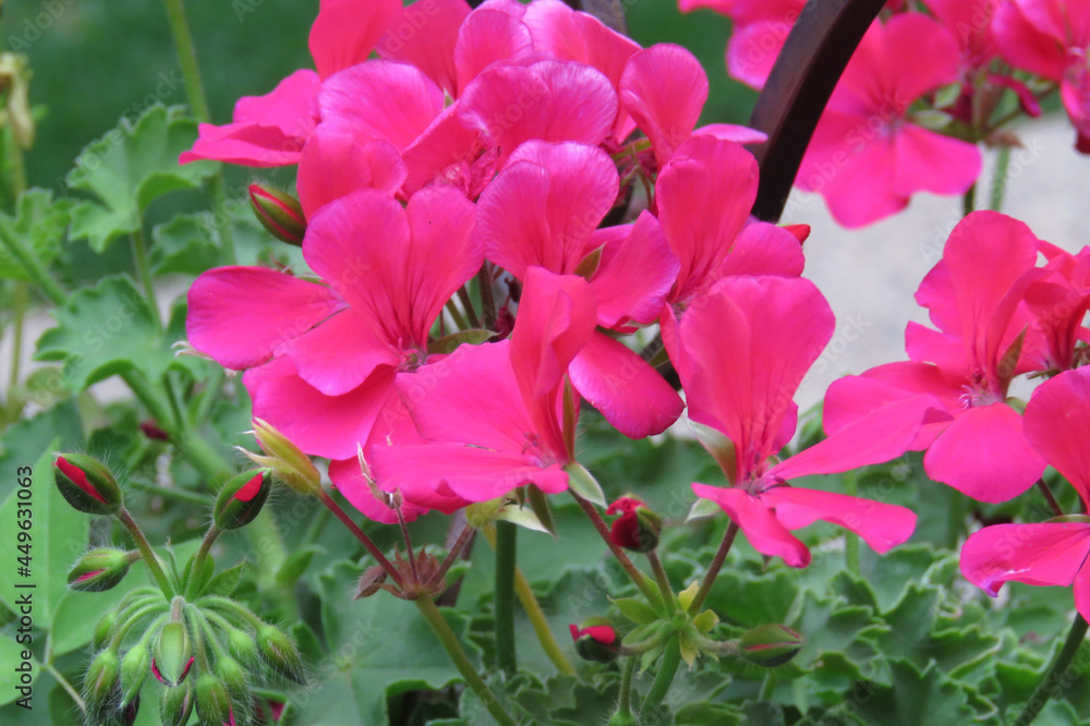 Pink Geranium w Buds