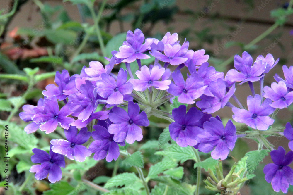 Lovely Purple Geranium
