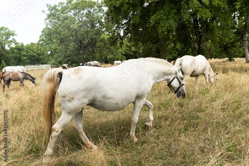 Lipizzan or Lipizzaner White Horses Graze on Meadow at Stud Farm in Lipica Slovenia