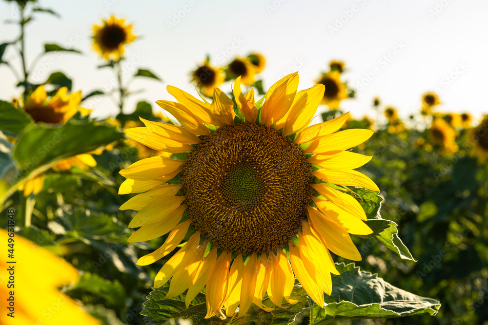 Obraz premium Sunflower Blooming Close View