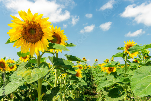 FIeld Full of Sunflowers Bloom and Blue Sky in Summer