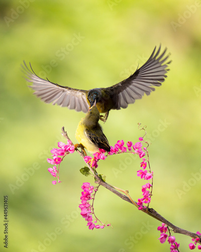 Yellow Collibri bird feeding her chick sitting at flower brach. © lisdiyanto