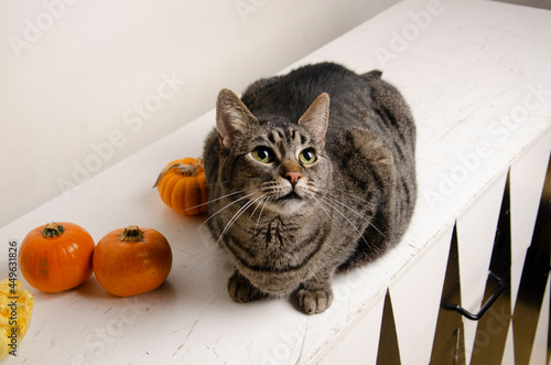 Gatita atigrada gris mirando hacia arriba con calabazas halloween fondo blanco photo