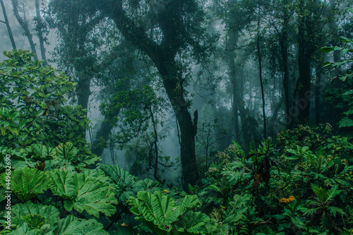Принти на полотні background of green and lush vegetation of trees and tropical cloud forest in th