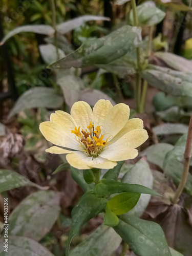 bee on a flower