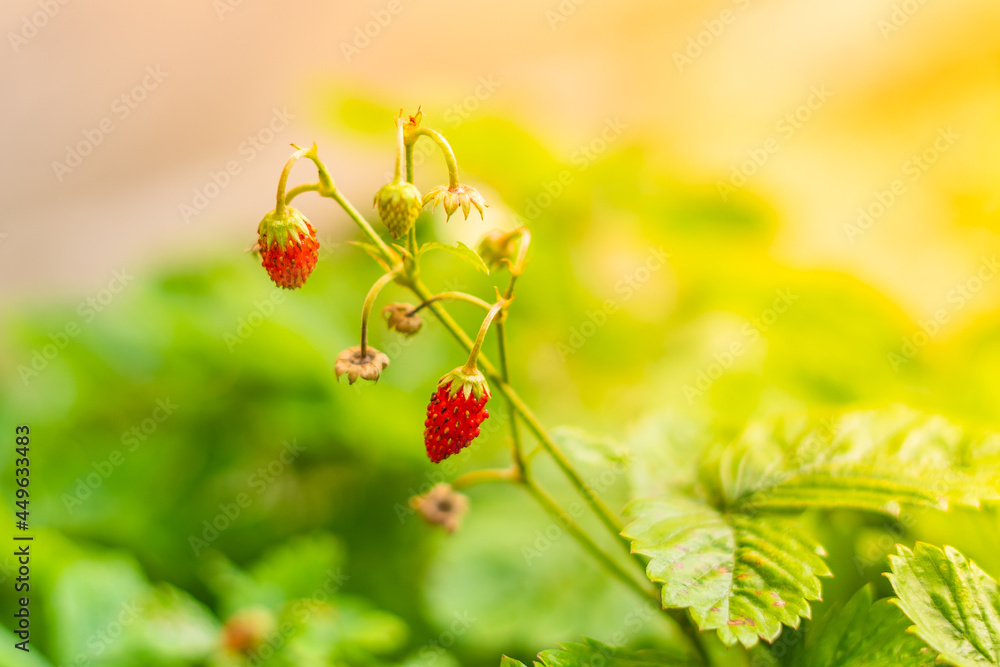 Red strawberries grow in the garden close-up Red strawberries grow in the garden close-up
