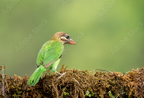 A white-cheeked barbet perched on a green log on the outskirts of Madikeri in Coorg