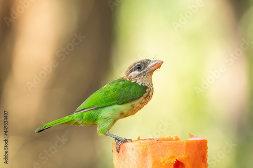 A white-cheeked barbet perched on a green log on the outskirts of Madikeri in Coorg photo