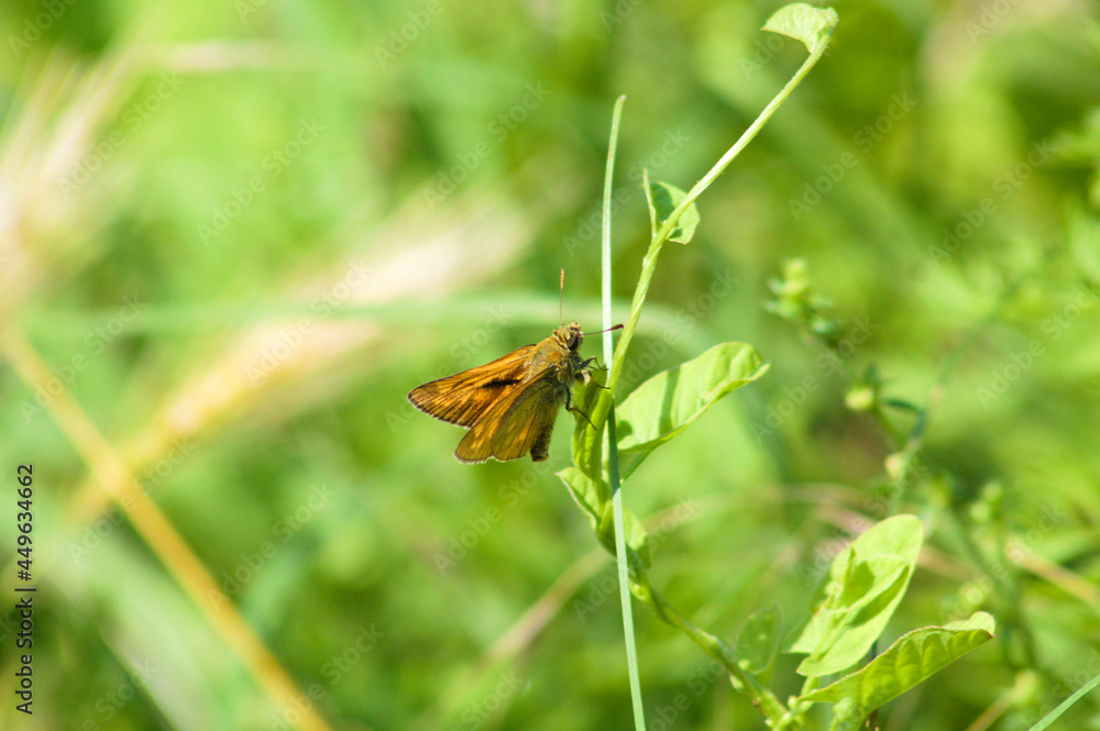 Sachem butterfly on field bindweed closeup view with selective focus Sachem butterfly on field bindweed closeup view with selective focus