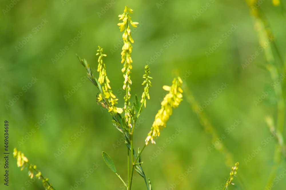 Yellow sweet clover in bloom closeup view with selective focus on foreground Yellow sweet clover in bloom closeup view with selective focus on foreground