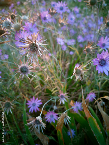 Dried flowers grow in the meadow among purple flowers and green grass in the rays of the sunset.