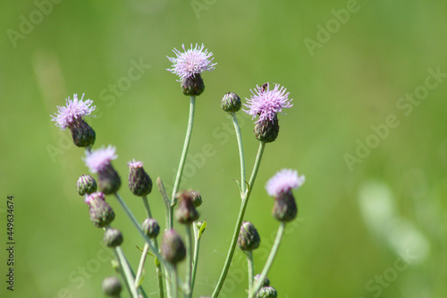creeping thistle in bloom closeup view with selective focus on foreground
