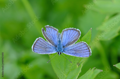 Mazarine blue butterfly (Cyaniris semiargus) dorsal view