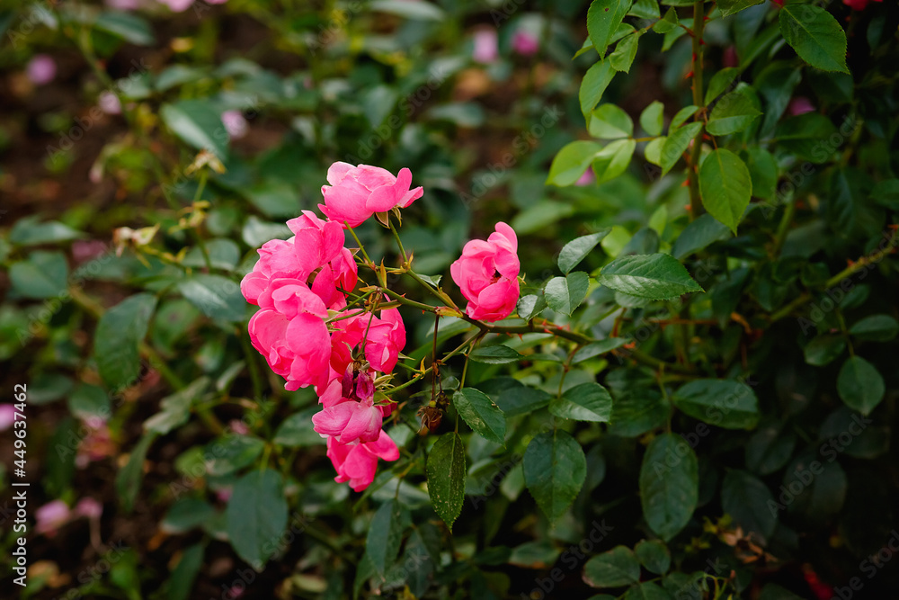 A lush bush of pink garden roses. Blurry floral background with red flowers. Space for the text. Lots of colors. Soft focus.