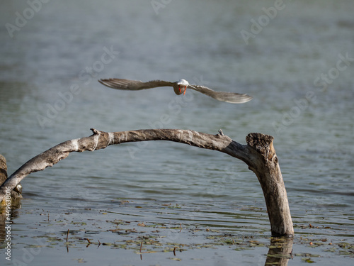 Chlidonias hybrida Bird from the subfamily of Sterninae, Terns,  with Orange Beak and White and Gray Plumage photo