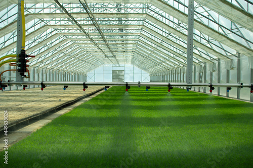 A greenhouse for growing plants and trees. Irrigation technology in the greenhouse.