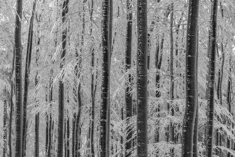 Obraz premium Winter tree trunks