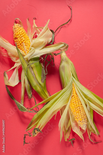 two ripe yellow corn cobs on a pink background, top view