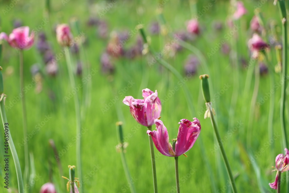 Obraz premium 花びらが落ち始めたチューリップの花