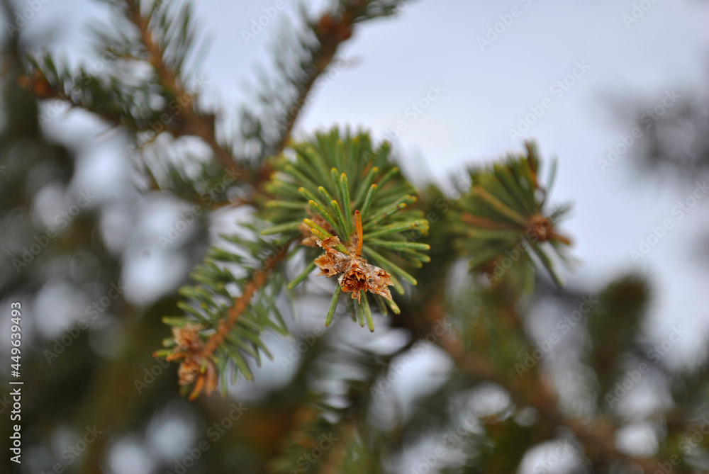 pine tree branches pine tree branches