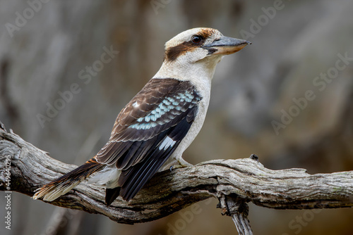 Tableau sur toile Laughing Kookaburra (Dacelo novaeguineae), Woodlands Historic Park
