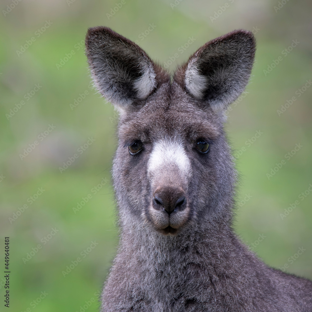 Eastern Grey Kangaroo, Woodlands Historic Park.