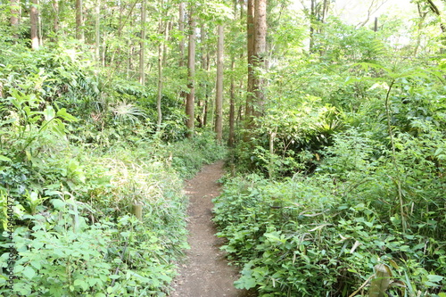 森の中の整備された散歩道