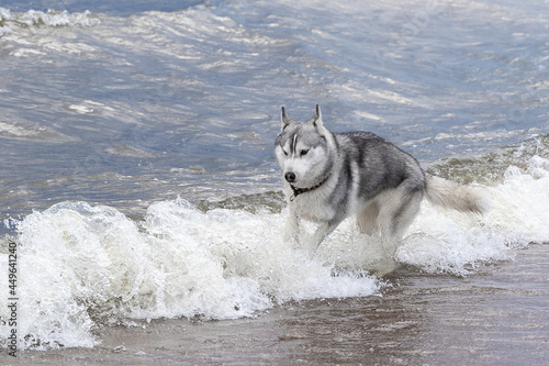 a dog of the laika breed runs along the beach, plays with the waves,drinks water
